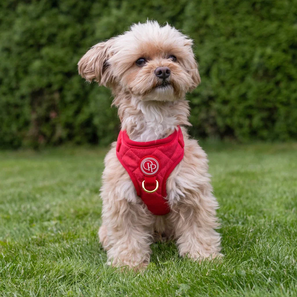 Druckfreies Hundegeschirr aus Samt – Rot