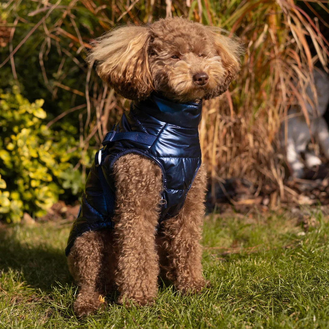 Winter-Hundemantel 2-in-1 (Gefüttert & Wasserfest) mit Geschirr – Dunkelblau