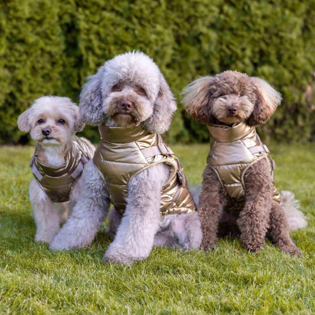 Winter-Hundemantel 2-in-1 (Gefüttert & Wasserfest) mit Geschirr – Gold