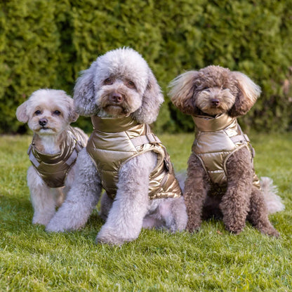 Winter-Hundemantel 2-in-1 (Gefüttert & Wasserfest) mit Geschirr – Gold