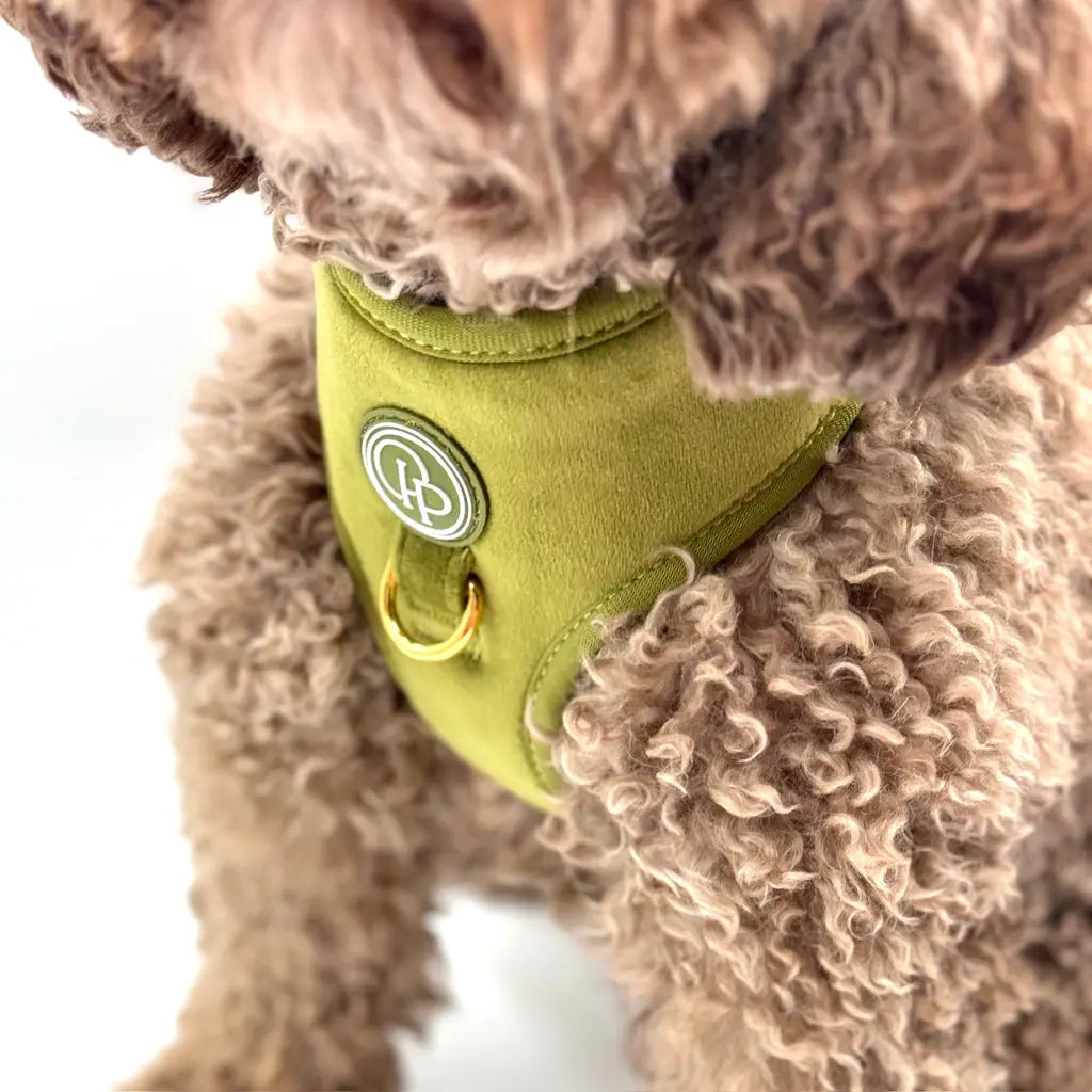 Druckfreies Hundegeschirr aus Samt – Olivgrün